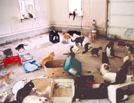 Animal hoarding cats 2
