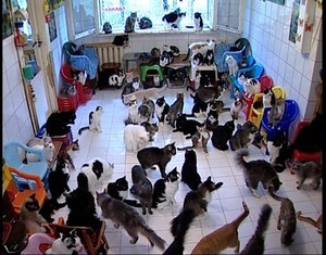 Animal hoarding cats 1
