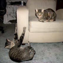 LIfe Lessons from Cats Cinco and Manna's Chair