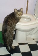 LIfe Lessons from Cats Cinco and the Toilet