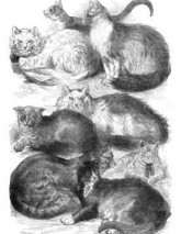 Victorian era cats - prize winners 1871