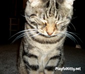 Cat Photography Manna Selfie Fail
