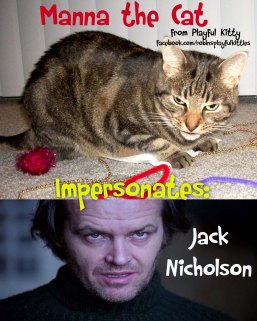 Cat Photography Manna Vs Jack Nicholson