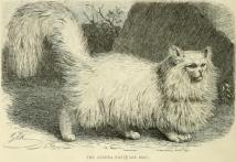 Persian Cats 1894 Richard Lydekker