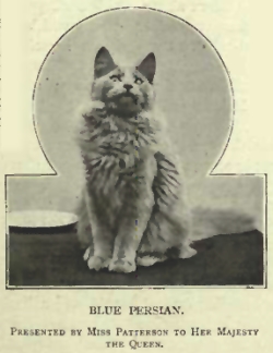 Victorian era cats - Queen Victoria's Cat